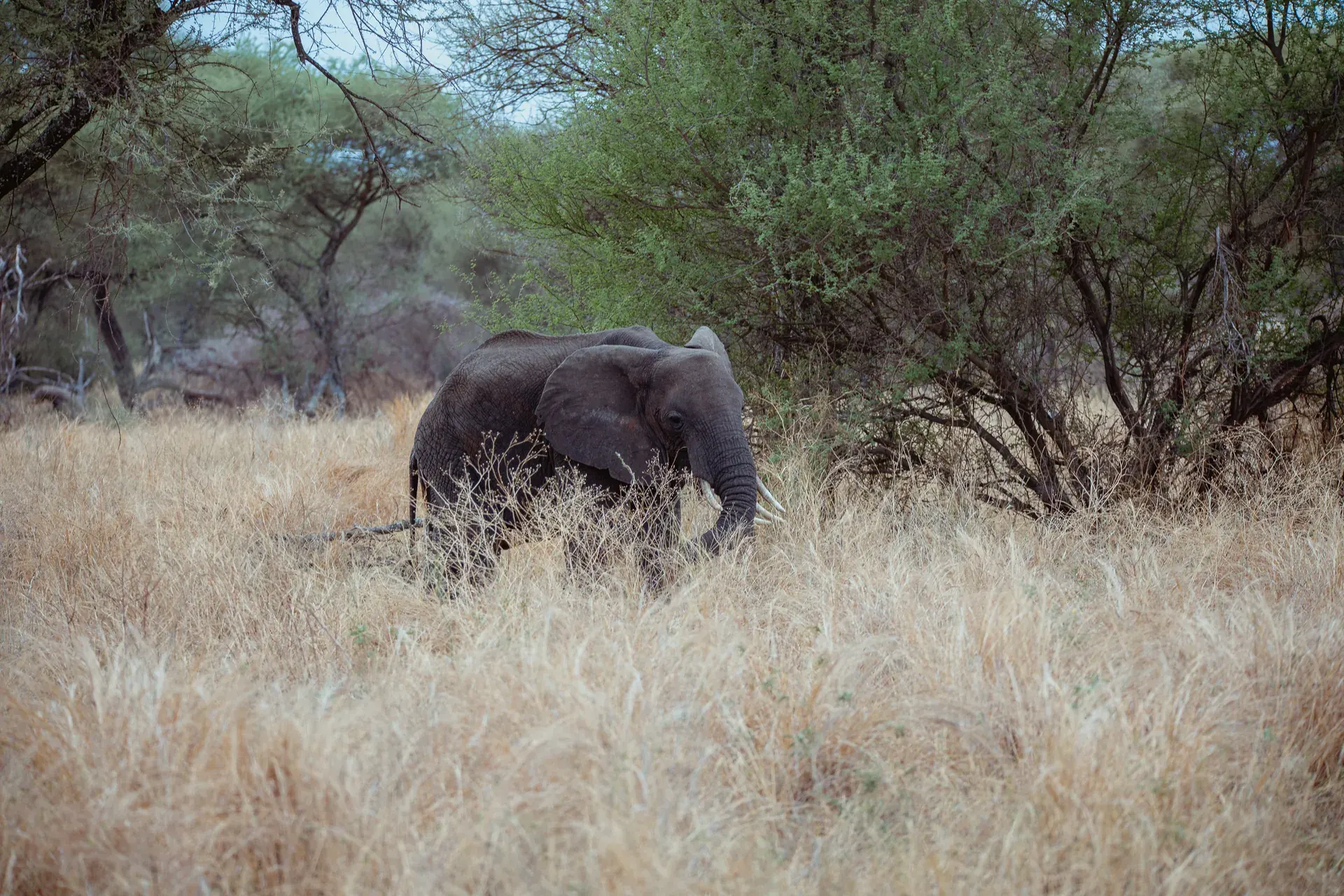 Safari vehicle travelling through a Tanzania wildlife area